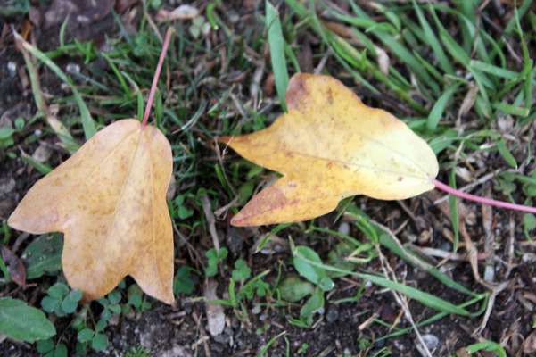 トウカエデの落葉/癒し憩い画像データベース