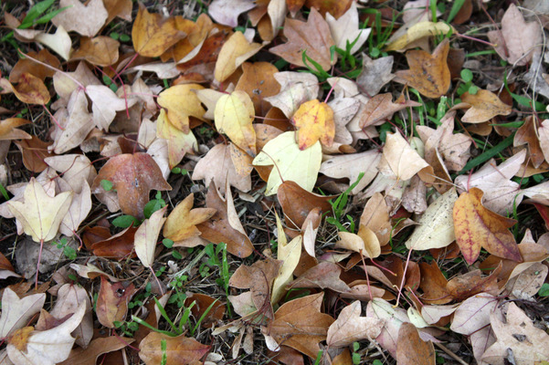 トウカエデの落葉たち/癒し憩い画像データベース