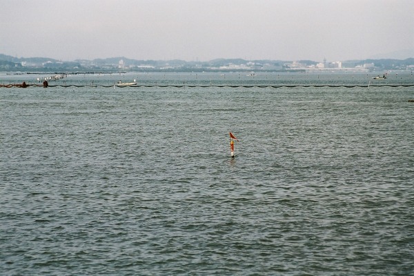 浜名湖とさざ波