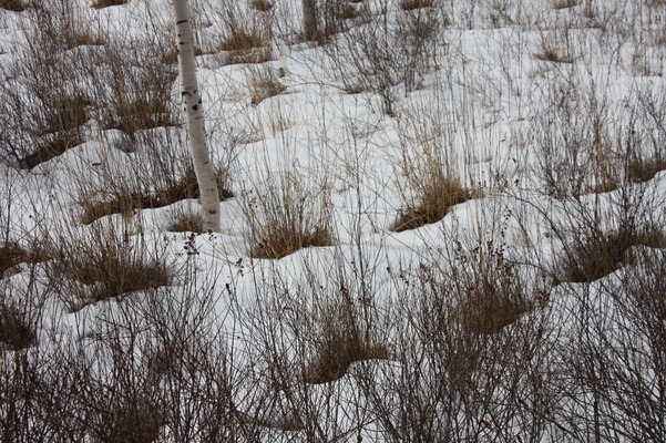 積雪の湿原/癒し憩い画像データベース