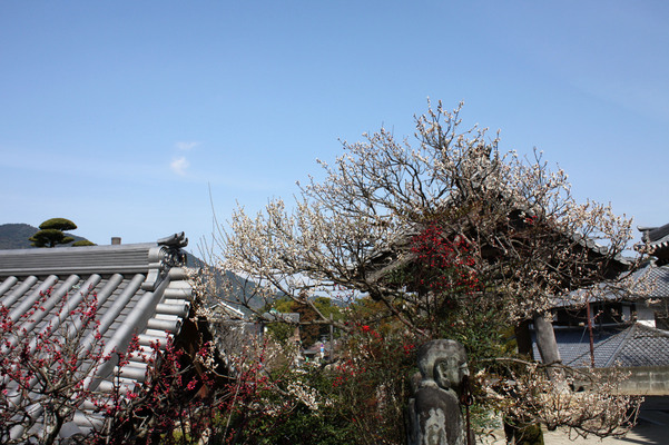 光明禅寺の梅と青空