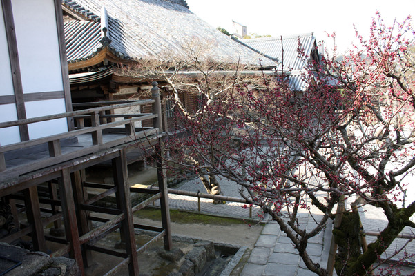光明禅寺の紅梅と本堂