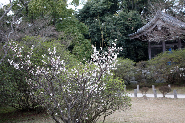 太宰府・観世音寺の「白梅」と鐘楼/癒し憩い画像データベース