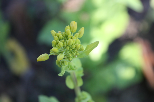 �ʥΥϥʤ�鲤���/�����Ƥ������ǡ����١���