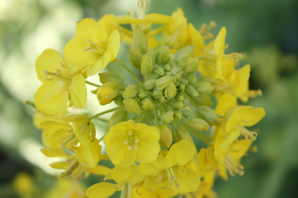 �ʥΥϥʤ�鲤���֤�/�����Ƥ������ǡ����١���