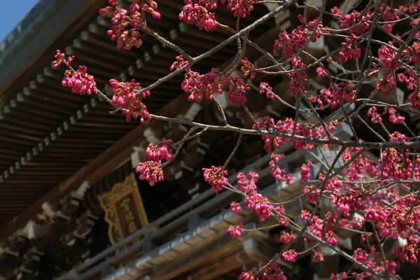 山門と寒緋桜/癒し憩い画像データベース
