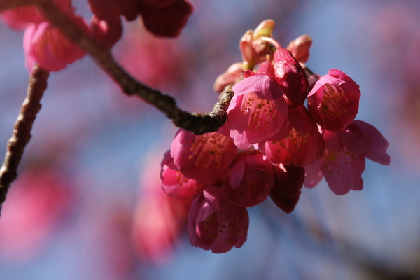 寒緋桜/癒し憩い画像データベース