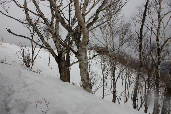 雪原と冬木立