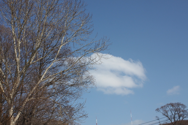 冬木立と浮雲