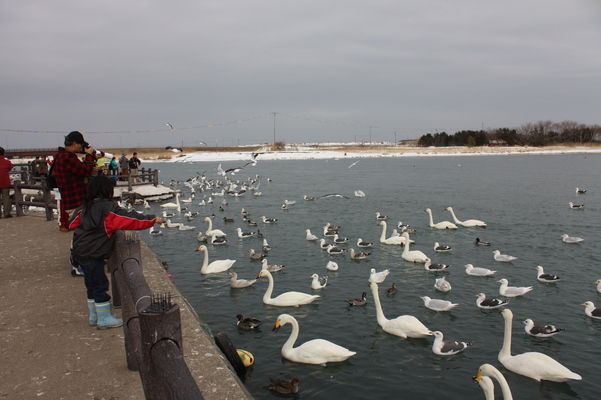 道東「濤沸湖」の冬と野鳥たち