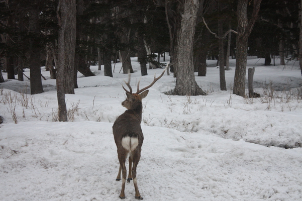 雪の原生林と牡鹿/癒し憩い画像データベース