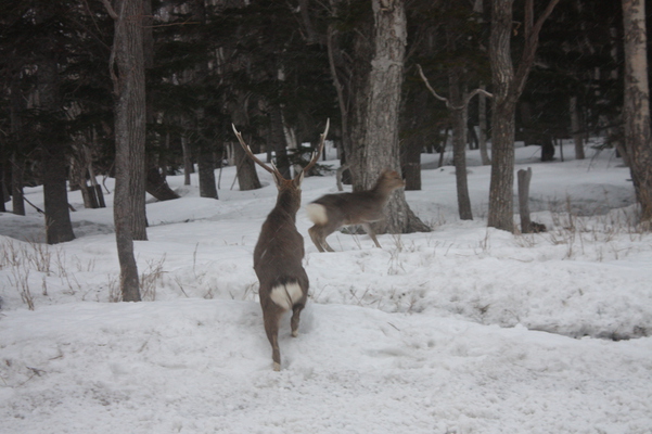 雪の原生林と２匹の鹿/癒し憩い画像データベース