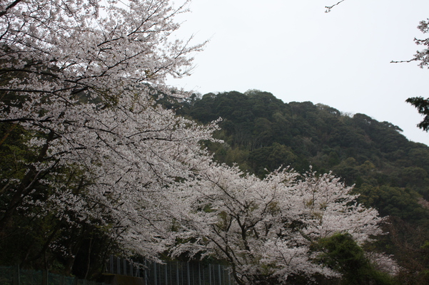 唐津・鏡山の桜