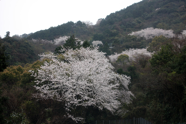 唐津「鏡山」の山腹を飾る桜の木々