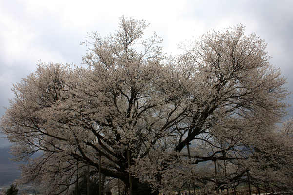 満開の「一心行の大桜」