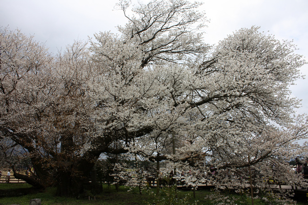 南阿蘇の「一心行の大桜」