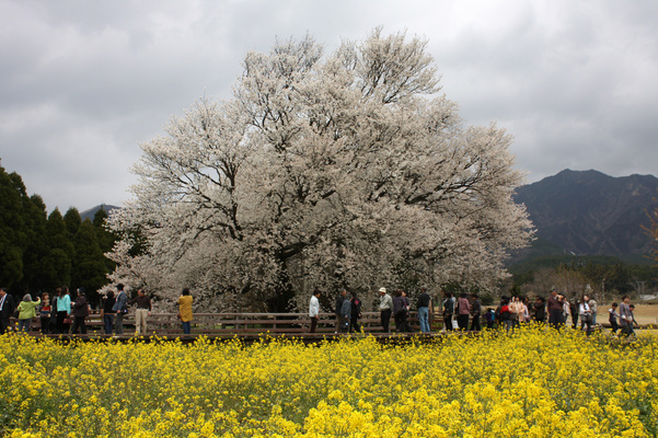 満開の「一心行の大桜」と菜の花