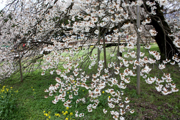 「一心行の大桜」の枝ぶり