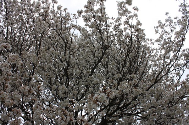 満開の「一心行の大桜」