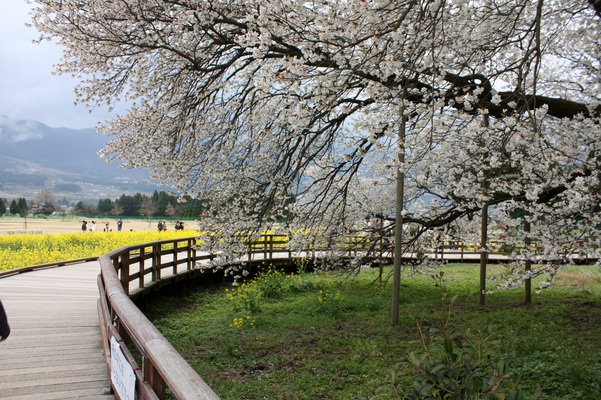 満開の「一心行の大桜」と周りの木道