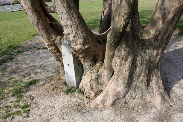 石柱を抱くトウカエデの幹と根/癒し憩い画像データベース