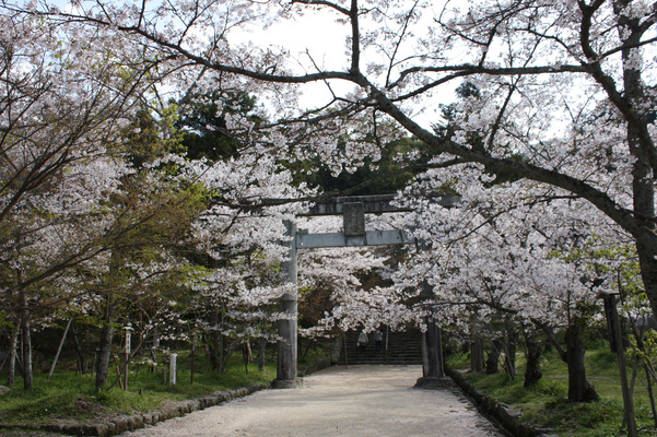 竈門神社の桜の参道