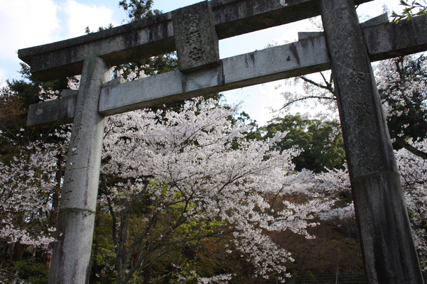 竈門神社「参道の鳥居と桜」/癒し憩い画像データベース