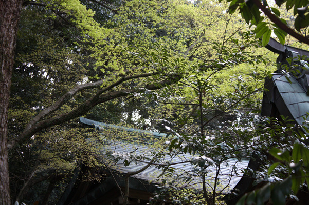 新緑と神社の銅葺き屋根