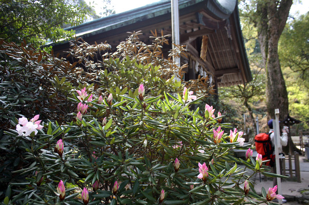 竈門神社に咲くシャクナゲ
