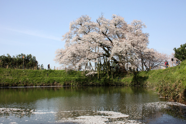 浅井の一本桜（ヤマザクラ）