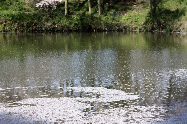 池面を飾る桜の花びら
