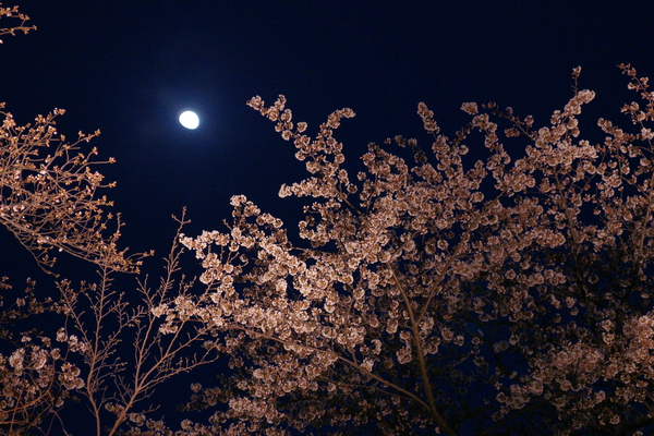 春の夜空/癒し憩い画像データベース