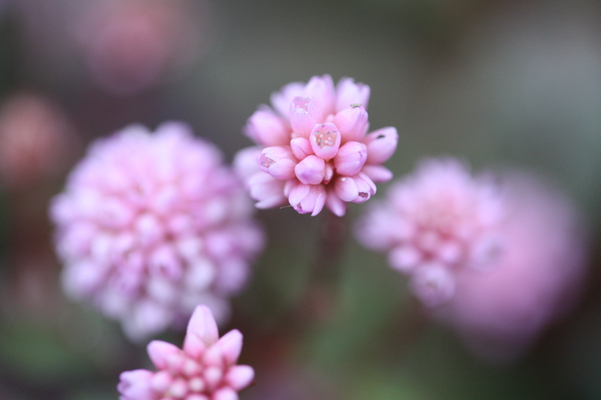 ヒメツルソバの蕾から花へ 癒し憩い画像データベース テーマ別おすすめ画像