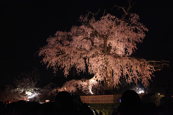 ライトアップされた円山公園夜桜/癒し憩い画像データベース