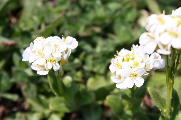 岬に咲いた白い花