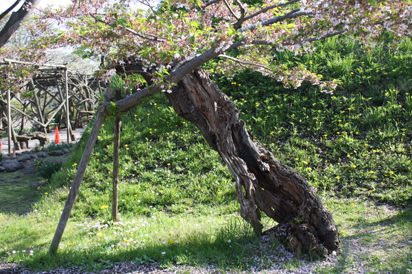 五稜郭「桜の老古木」/癒し憩い画像データベース