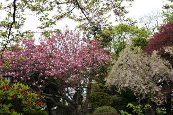 函館の春花の饗宴