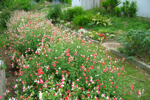 春の花壇/癒し憩い画像データベース