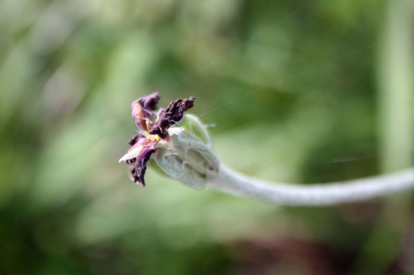 フランネルソウの枯れ花/癒し憩い画像データベース