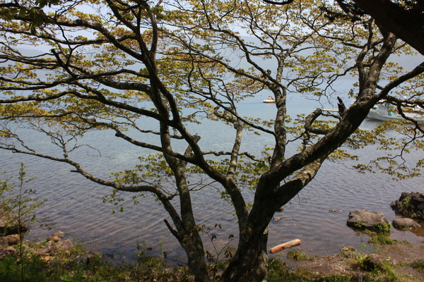 「クッタラ湖」のさざ波と湖畔の古木