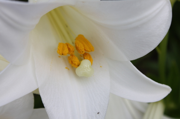 テッポウユリ 鉄砲百合 の蕾から花へ 癒し憩い画像データベース テーマ別おすすめ画像