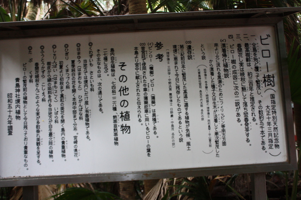 青島のビロー樹と亜熱帯森の説明版