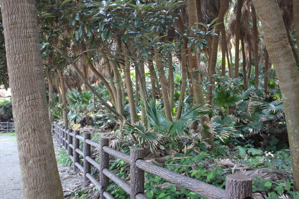 日向・青島のビロー樹と亜熱帯植物の森