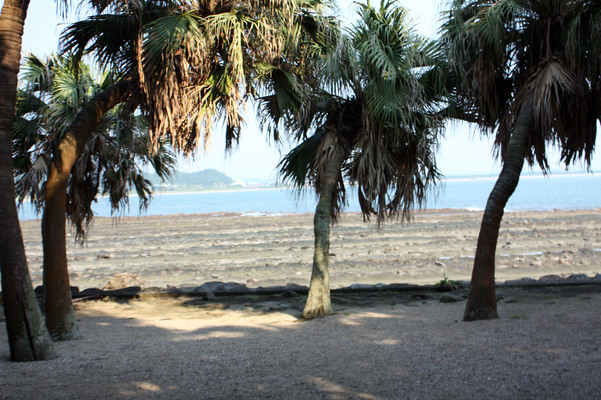 日向・青島海岸のビロー樹と洗濯岩