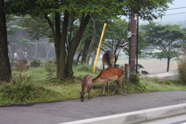 車道を行く鹿/癒し憩い画像データベース