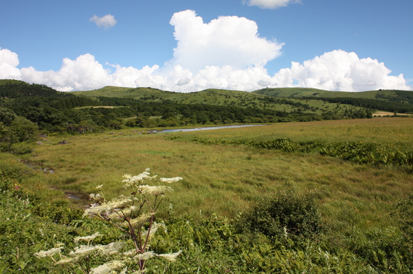 夏の白雲と八島ヶ原湿原