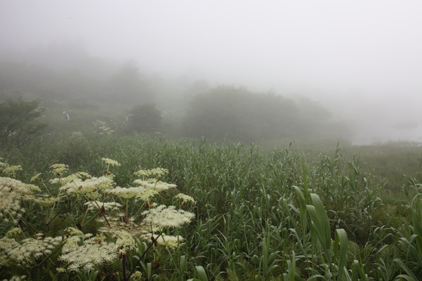 シシウドと濃霧の草原