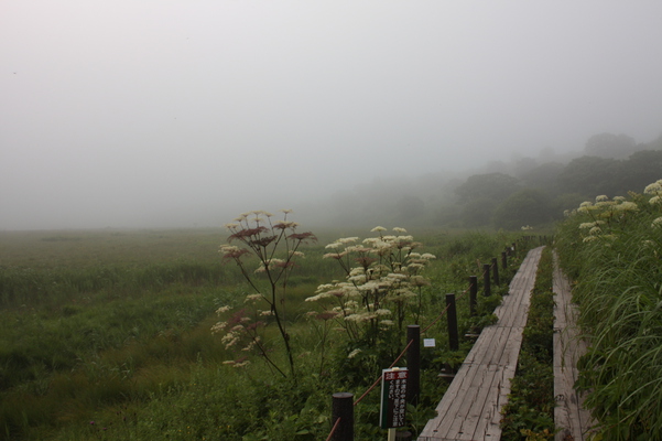 濃霧に包まれた湿原と木道