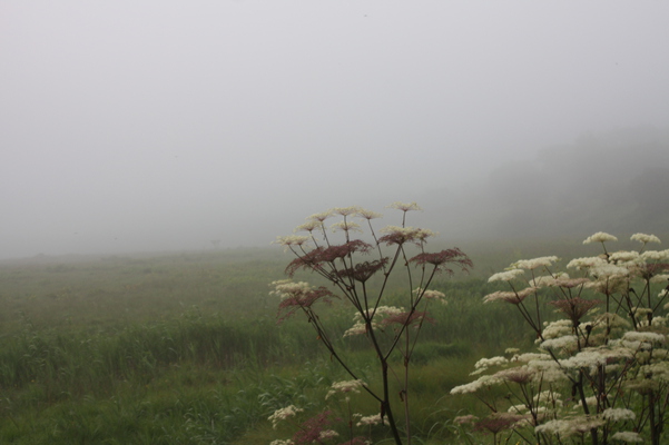 濃霧の草原・湿原とシシウド