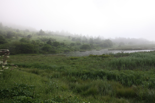 霧の八島ヶ原湿原
